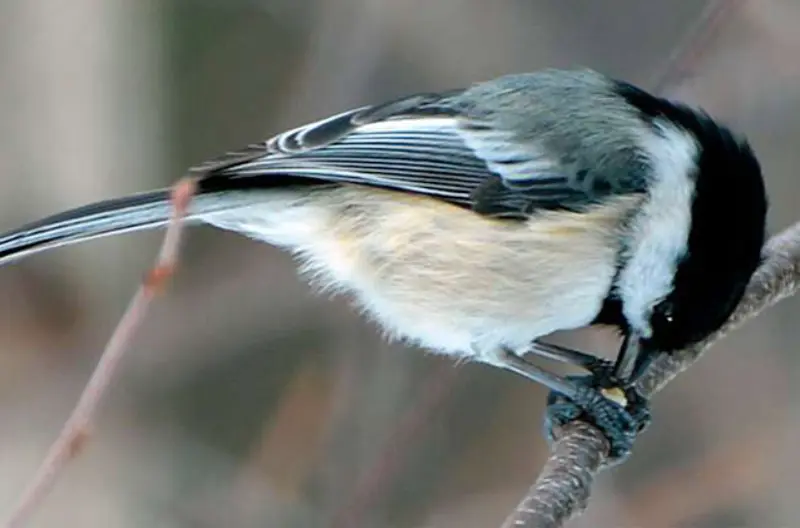 Chickadee on the Branch